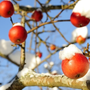 Winteräpfel - die Apfelsorten mit langer Lagerbarkeit