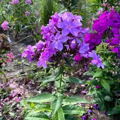 Stauden mit lila Blüten