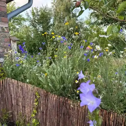 Wildblumen für den Balkon