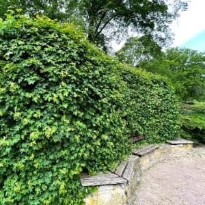 Heckenpflanzen - Finde die für dich passende Hecke