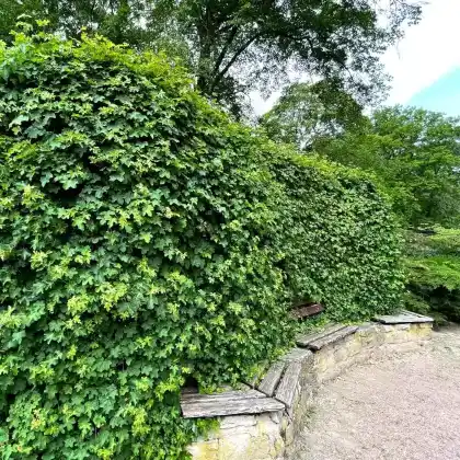 Heckenpflanzen - Finde die für dich passende Hecke