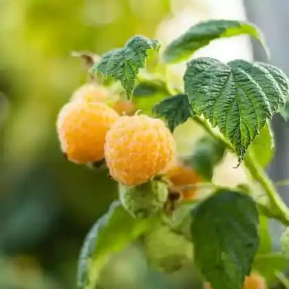 Gelbe Himbeere - die besten Sorten