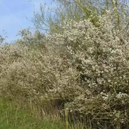 Ideale Sträucher für Wildhecken