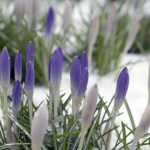 Winterharte Blumenzwiebeln für deinen Garten
