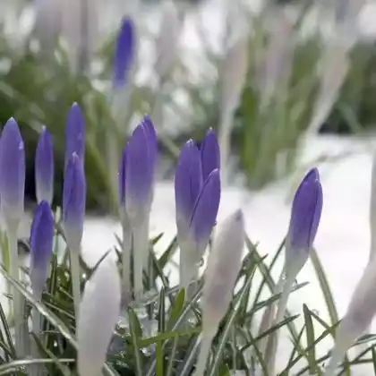 Winterharte Blumenzwiebeln für deinen Garten