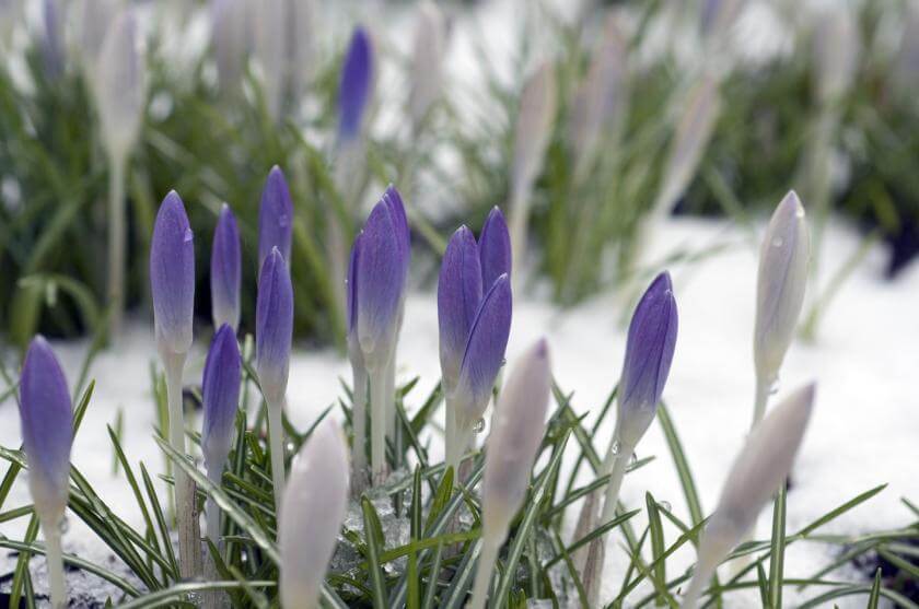 Winterharte Blumenzwiebeln für deinen Garten