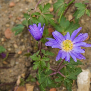 Blumenzwiebeln für sonnige und nährstoffarme Standorte