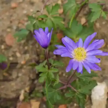 Blumenzwiebeln für sonnige und nährstoffarme Standorte
