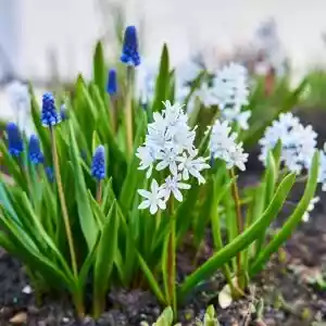 Blumenzwiebeln für sonnige und nährstoffreiche Standorte