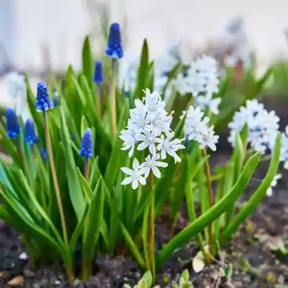 Blumenzwiebeln für sonnige und nährstoffreiche Standorte