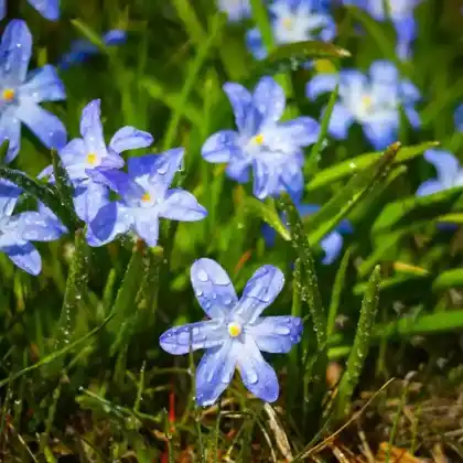 Blumenzwiebeln für feuchte Standorte