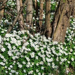 Blumenzwiebeln zur Unterpflanzung von Hecken und Bäumen