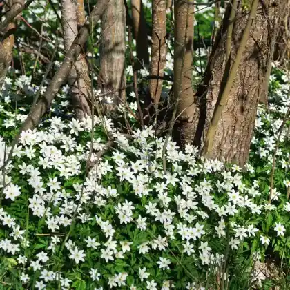 Blumenzwiebeln zur Unterpflanzung von Hecken und Bäumen