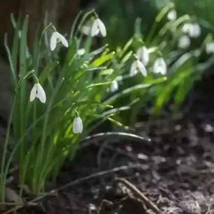 Diese Blumenzwiebeln bringen Farbe in schattige Gartenbereiche