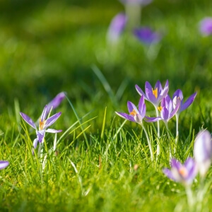 Blumenzwiebeln für nährstoffreiche Blumenrasen