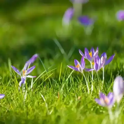 Blumenzwiebeln für nährstoffreiche Blumenrasen