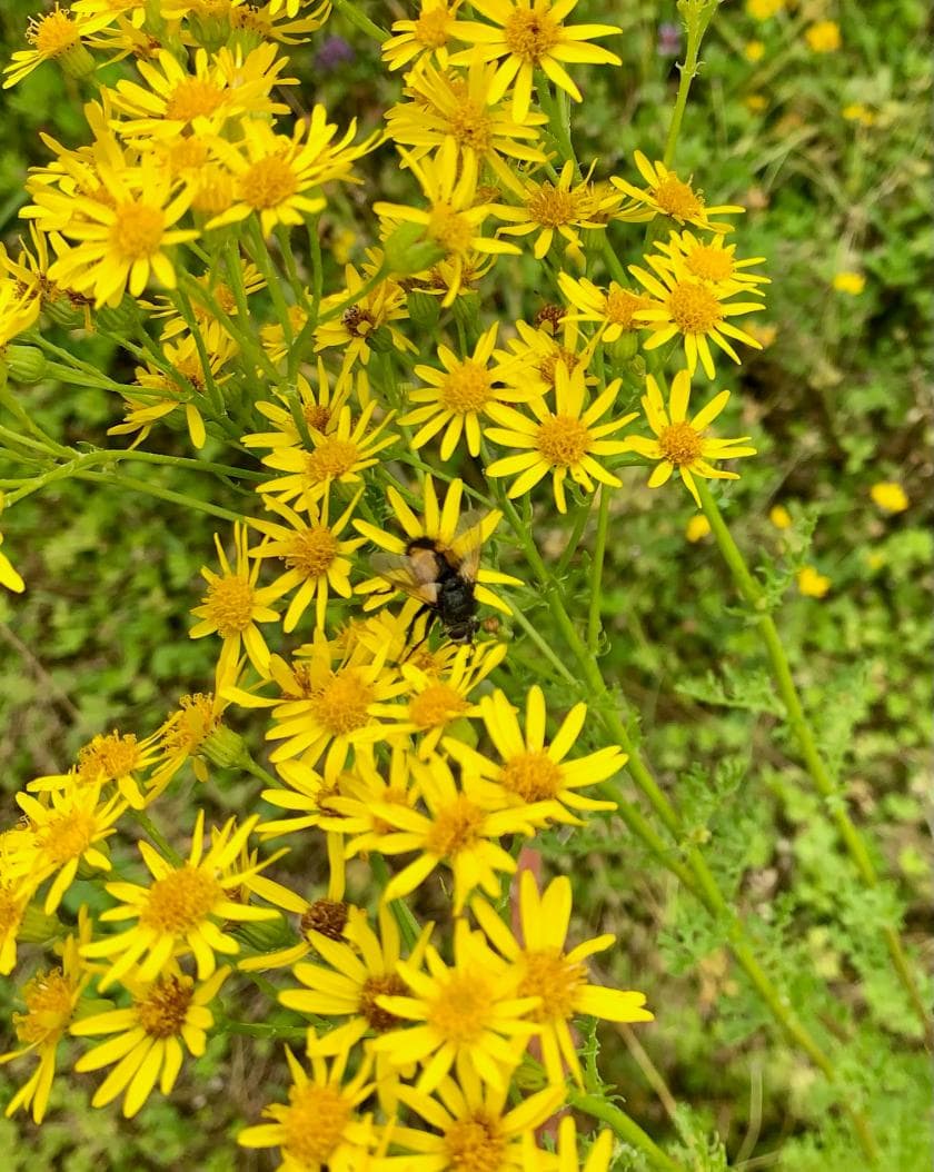 Wald-Schwebfliege (Volucella pellucens) auf Jakobs Greiskraut Wald-Schwebfliege (Volucella pellucens) auf Jakobs Greiskraut