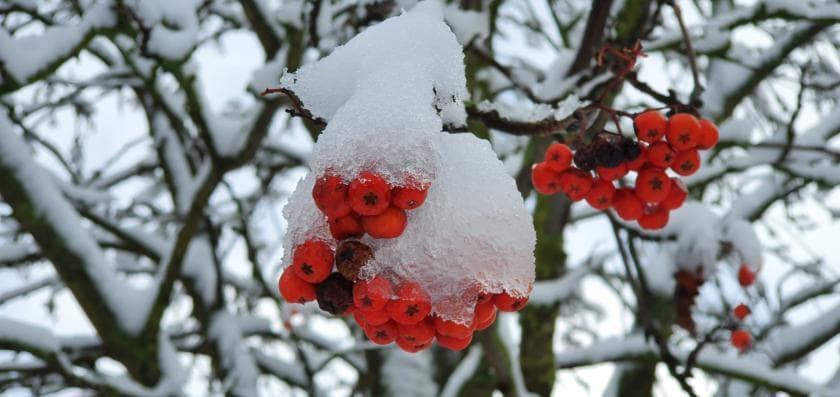 Vogelbeere im Winter Vogelbeere im Winter
