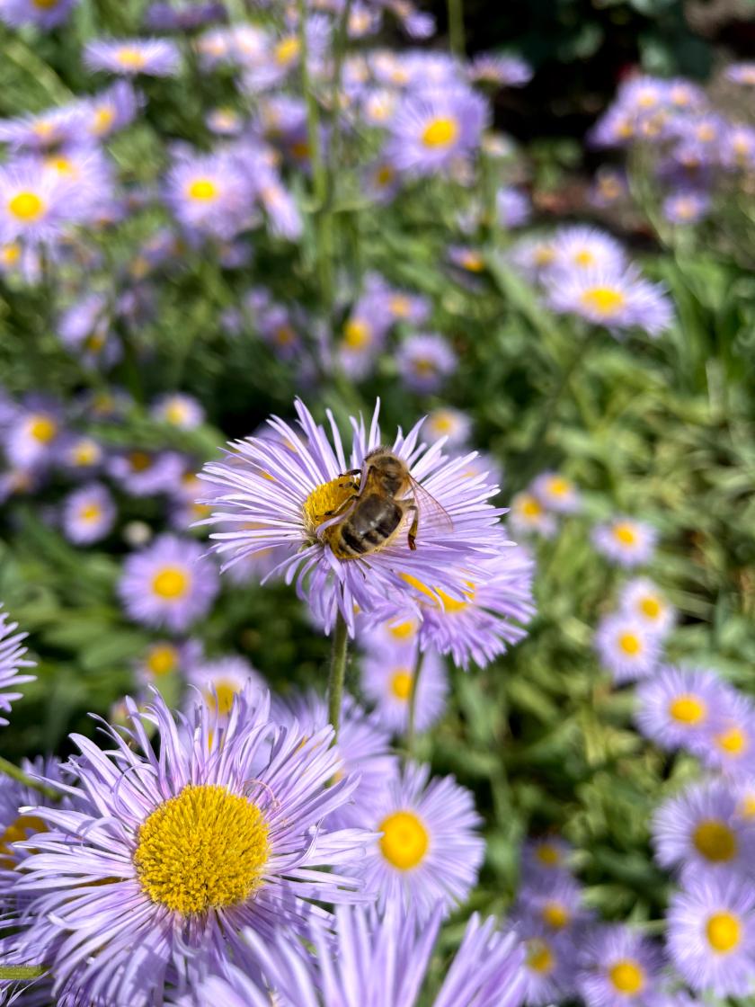 Wildbiene auf Blüte Wildbiene auf Blüte