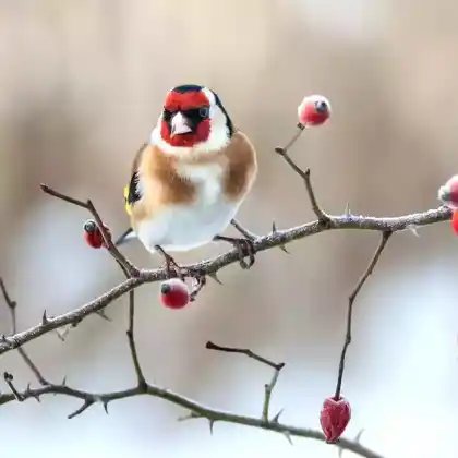 Vogelfreundliche Heckenpflanzen mit viel Winterfutter