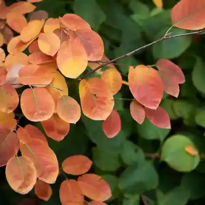 Dekorative Heckenpflanzen: Auffällige Früchte und buntes Herbstlaub
