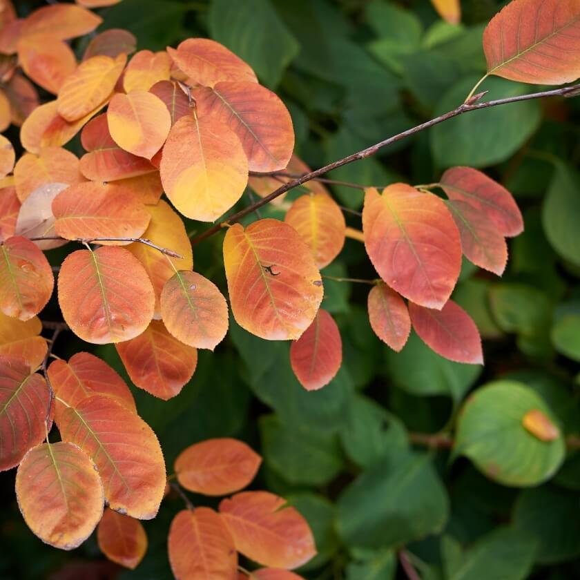 Dekorative Heckenpflanzen: Auffällige Früchte und buntes Herbstlaub