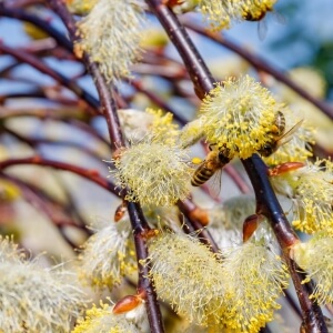 Bienenfreundliche Heckenpflanzen - wichtige Pollen- und Nektarspender