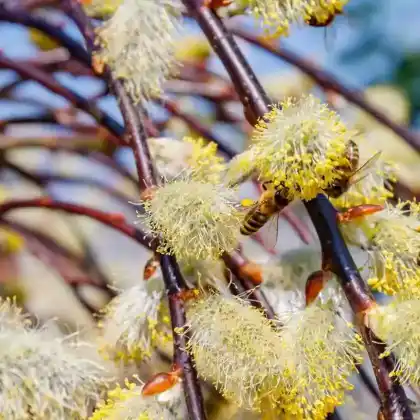 Bienenfreundliche Heckenpflanzen - wichtige Pollen- und Nektarspender