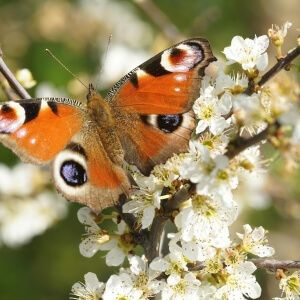 Schmetterlingsfreundliche Heckenpflanzen für mehr Leben im Garten