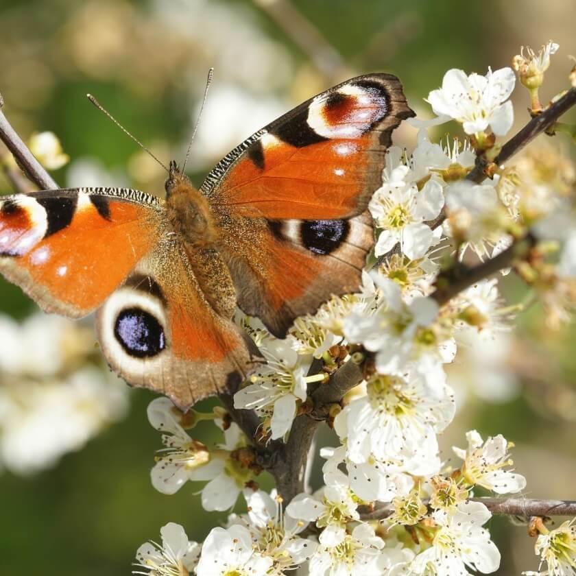 Schmetterlingsfreundliche Heckenpflanzen für mehr Leben im Garten