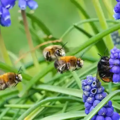 Insektenfreundliche, frühblühende Blumenzwiebeln