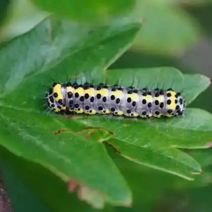 Raupenfreundliche Heckenpflanzen für mehr Schmetterlinge im Garten