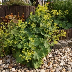 Stauden mit gelben Blüten