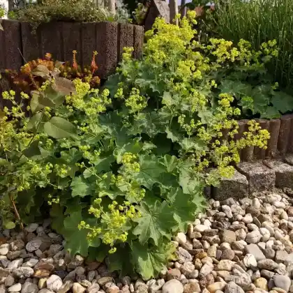 Stauden mit gelben Blüten