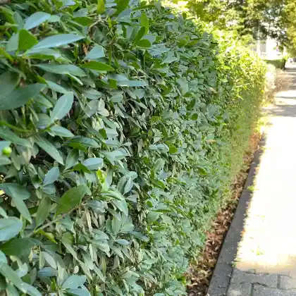 Heckenpflanzen für den Vorgarten: von formal bis wild
