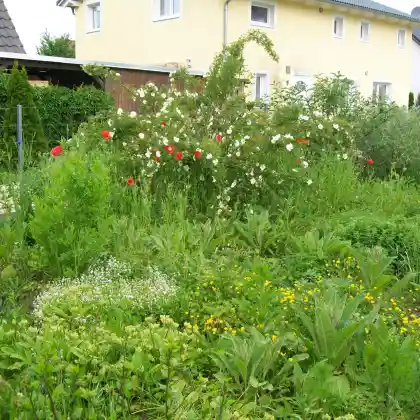 10 winterharte Sträucher für den Vorgarten