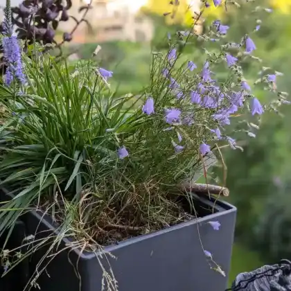 Pflanzen für den Balkonkasten