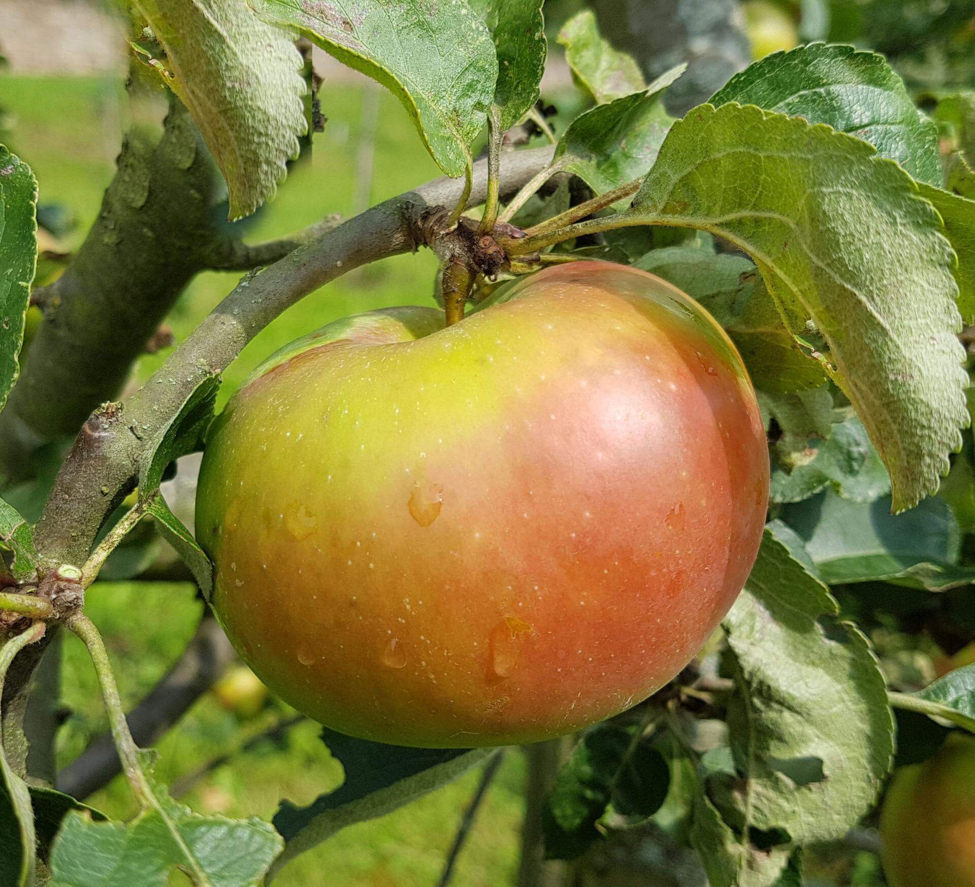 Alte Apfelsorten Übersicht & Bedeutung