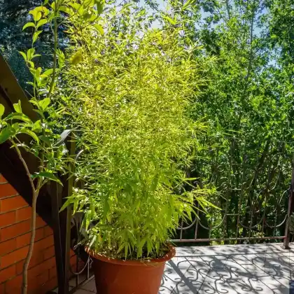 Bambus: Die besten Sorten als Sichtschutz für den Balkon