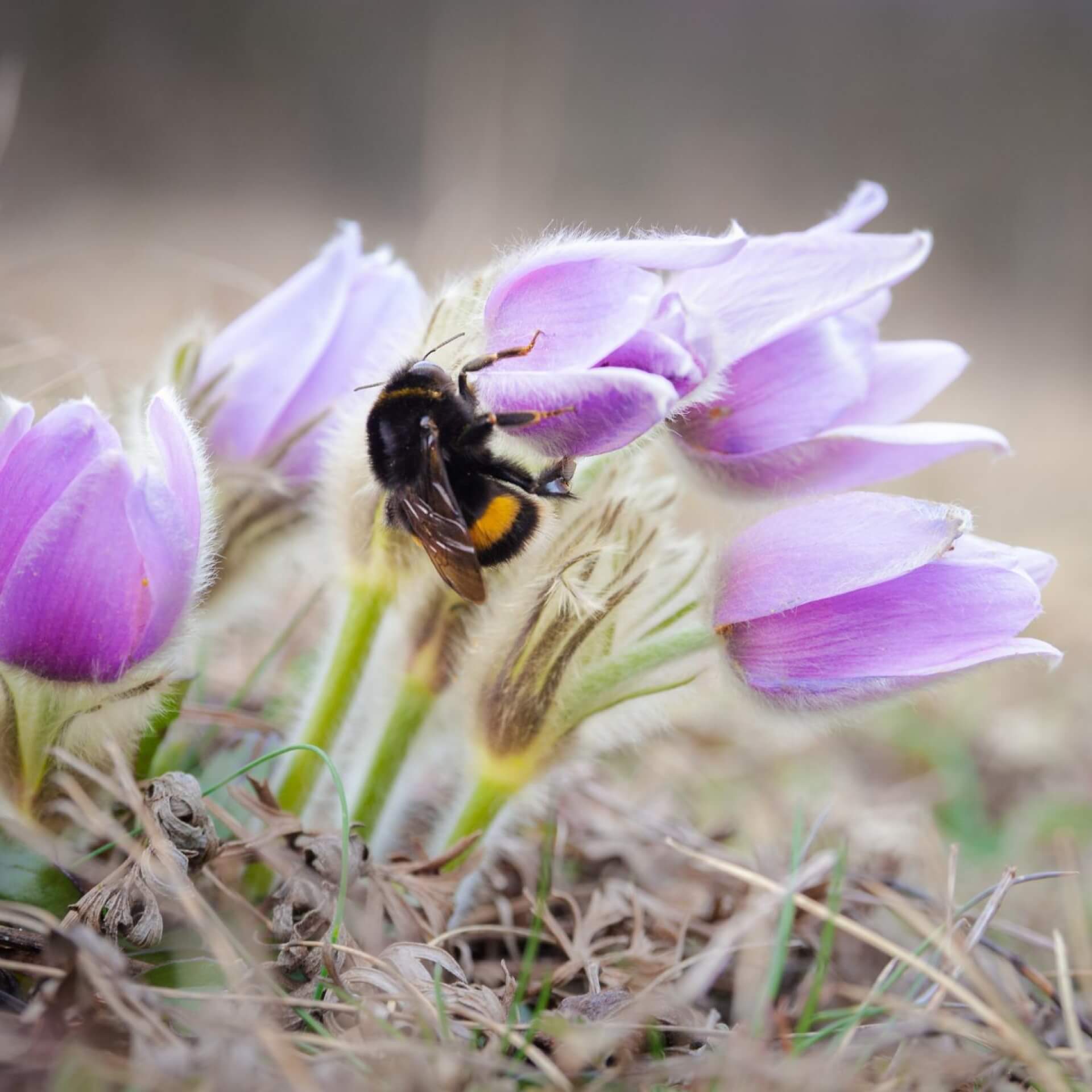 Wichtige Frühblüher, die du im Winter noch pflanzen kannst