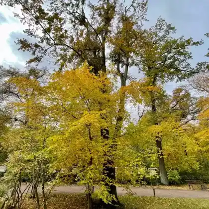 Farbe im Herbstgarten