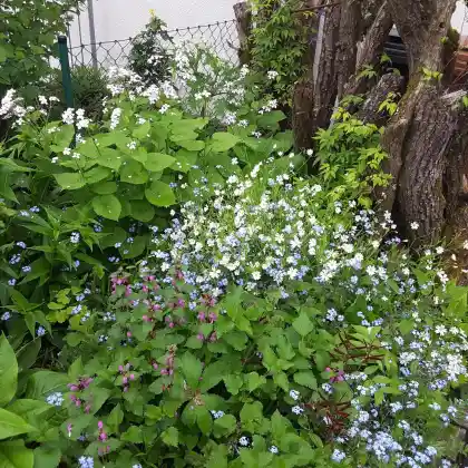 Schattenbeet im Vorgarten