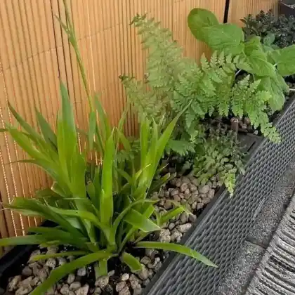 pflegeleichter Schattenbalkon