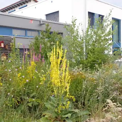 Insektenfreundliche Pflanzen für sonnigen Vorgarten