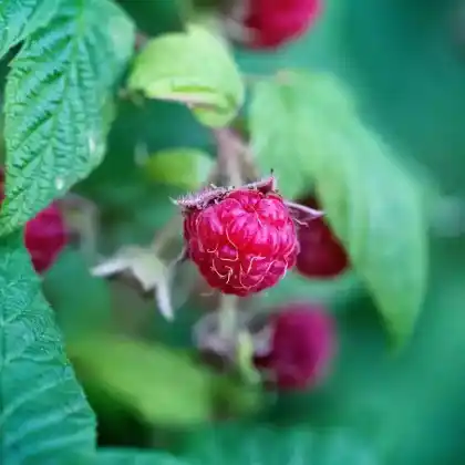 Obstgehölze und Beerensträucher