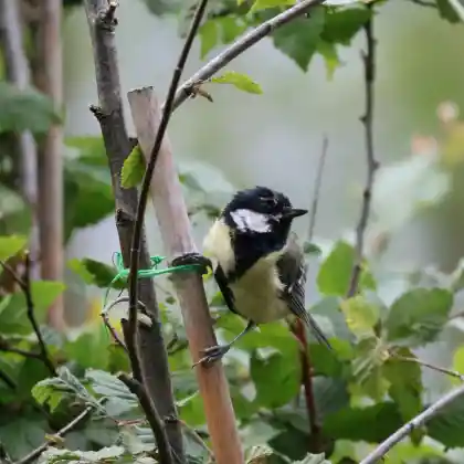 Vogelfreundlicher Vorgarten