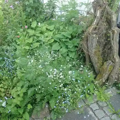 Igelfreundlicher Vorgarten