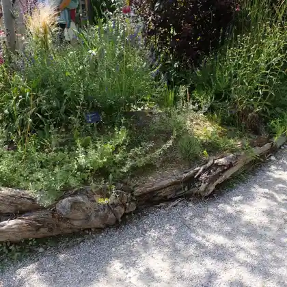 Pflanzen für den kleinen, halbschattigen Vorgarten