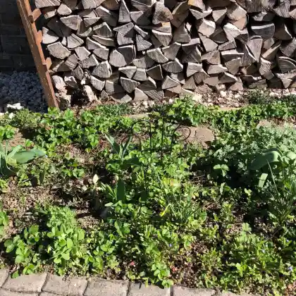 Bodendecker für den sonnigen Vorgarten