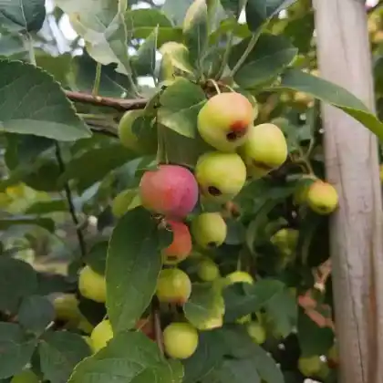 Zierapfel